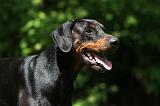 DOBERMANN 1263